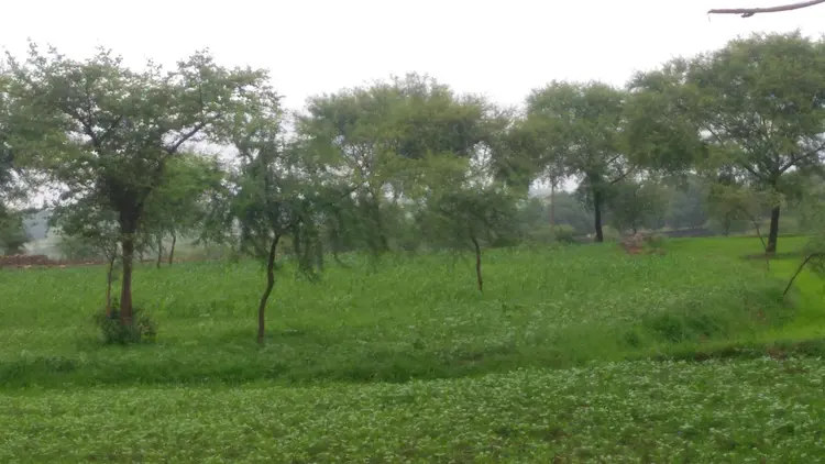 हलबा परघन अमदेया लस-लसा - Halba land is always 'Green'